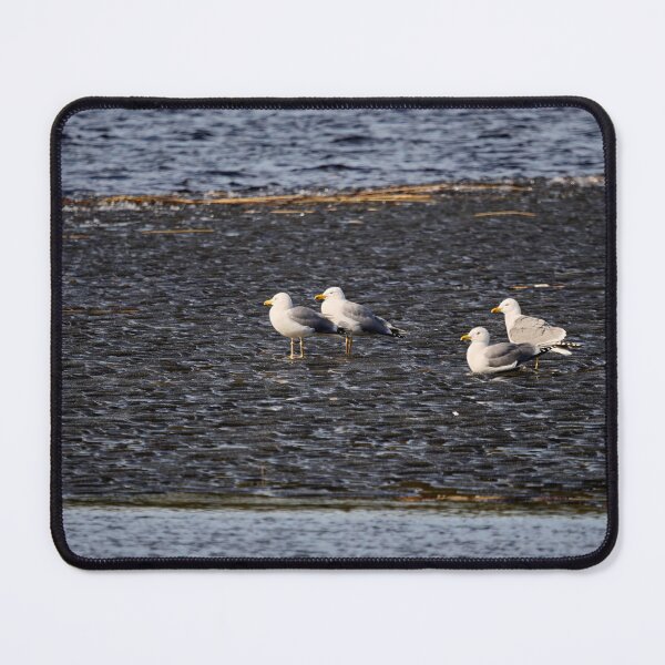 Item preview, On the black ice. European herring gull. Spring 2026 designed and sold by Jouko Lehto Photography.