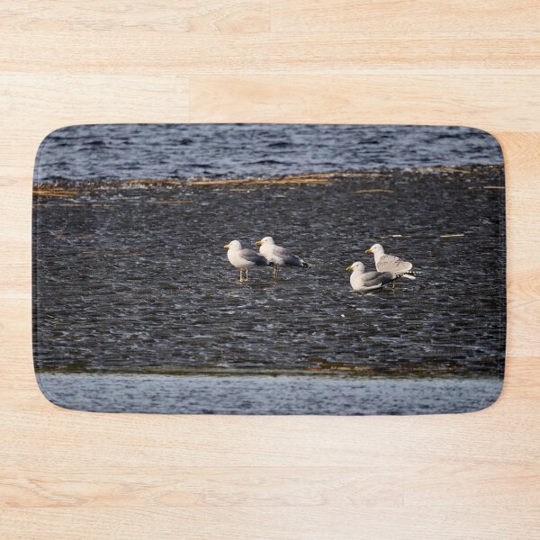 Item preview, On the black ice. European herring gull. Spring 2026 designed and sold by Jouko Lehto Photography.