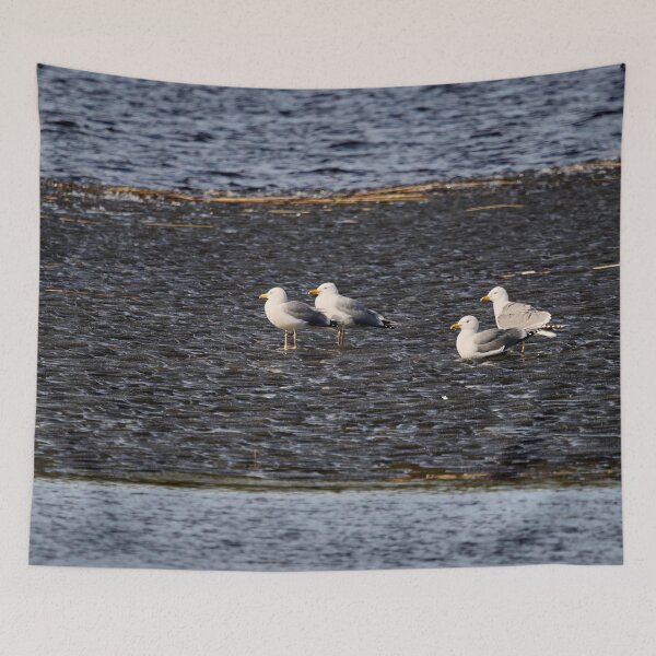 Item preview, On the black ice. European herring gull. Spring 2026 designed and sold by Jouko Lehto Photography.