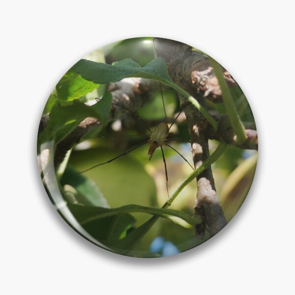 Item preview, Harvestman spider on apple tree branch  designed and sold by Kainicram.