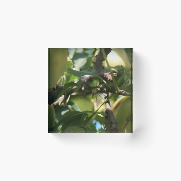Item preview, Harvestman spider on apple tree branch  designed and sold by Kainicram.