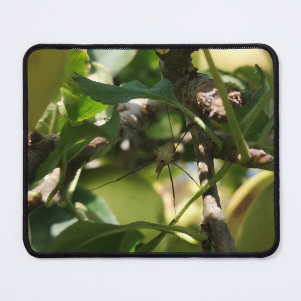 Item preview, Harvestman spider on apple tree branch  designed and sold by Kainicram.