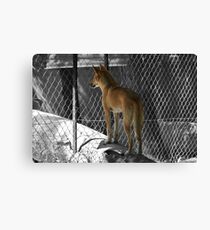 Captive Canvas Print