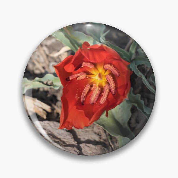 Item preview, Exotic Vermilion Red Tulip in Natural Setting designed and sold by Georgia Mizuleva.