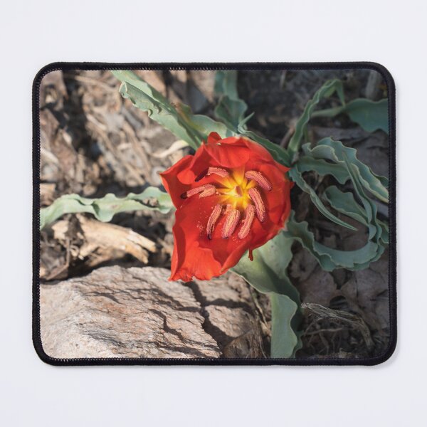 Item preview, Exotic Vermilion Red Tulip in Natural Setting designed and sold by Georgia Mizuleva.