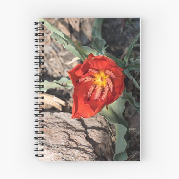 Item preview, Exotic Vermilion Red Tulip in Natural Setting designed and sold by Georgia Mizuleva.