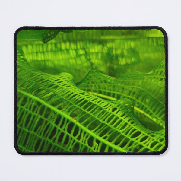 Item preview, Green Madagascar lace plant leaf designed and sold by Kainicram.