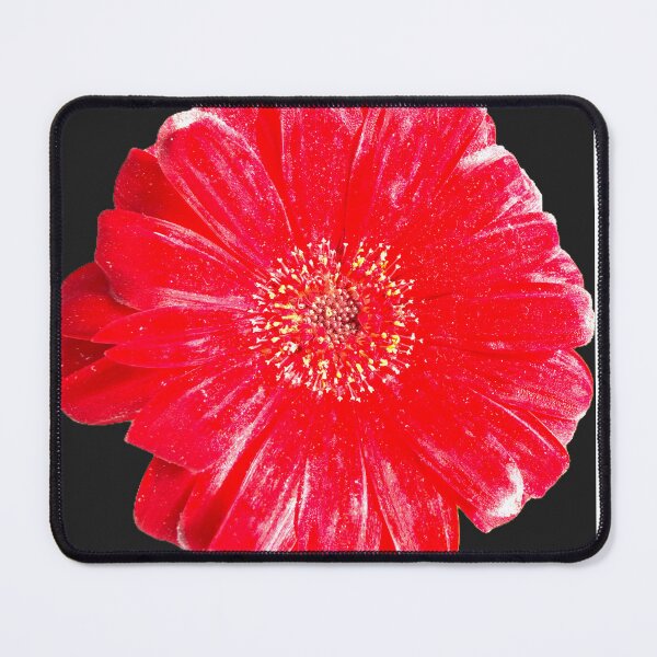 Item preview, Vibrant Red Gerbera Daisy Isolated on Solid Black designed and sold by BalkanBloom.