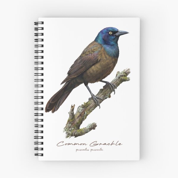 Item preview, Common Grackle on Mossy Branch designed and sold by Takeda-art.