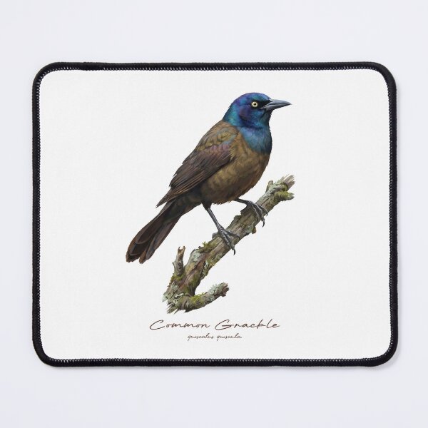 Item preview, Common Grackle on Mossy Branch designed and sold by Takeda-art.