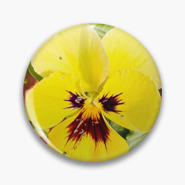 Item preview, Sunny Yellow Pansy Bloom Isolated on White designed and sold by BalkanBloom.