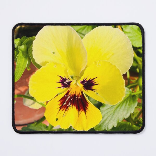 Item preview, Sunny Yellow Pansy Bloom Isolated on White designed and sold by BalkanBloom.