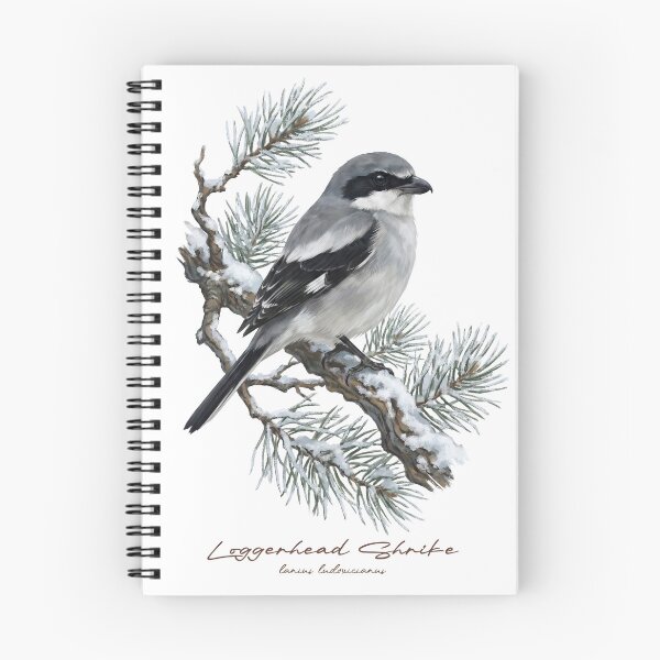 Item preview, Loggerhead Shrike on Snowy Pine Tree designed and sold by Takeda-art.