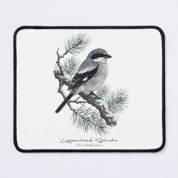 Item preview, Loggerhead Shrike on Snowy Pine Tree designed and sold by Takeda-art.