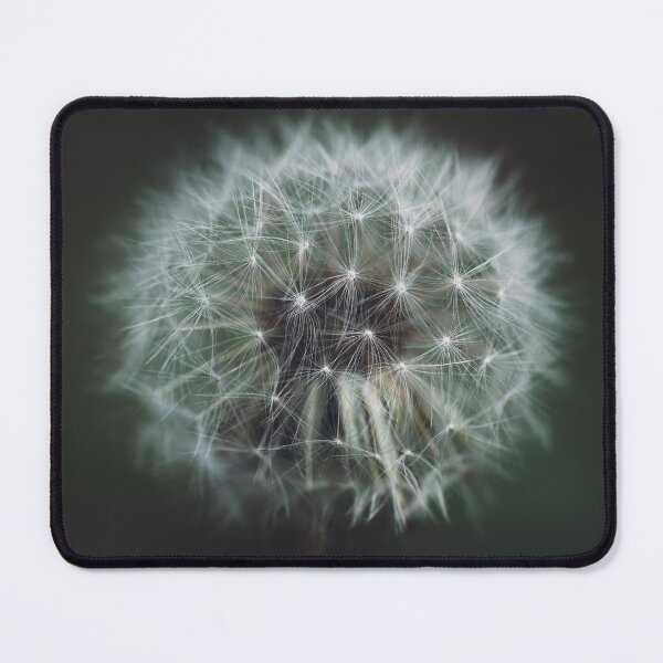 Item preview, Beautiful white blooming fluffy blowball dandelion dark background macro designed and sold by TanalyFlowers.
