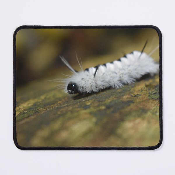 Item preview, Fluffy White Caterpillar Macro | Nature Close-Up Photography designed and sold by PrezSwan.