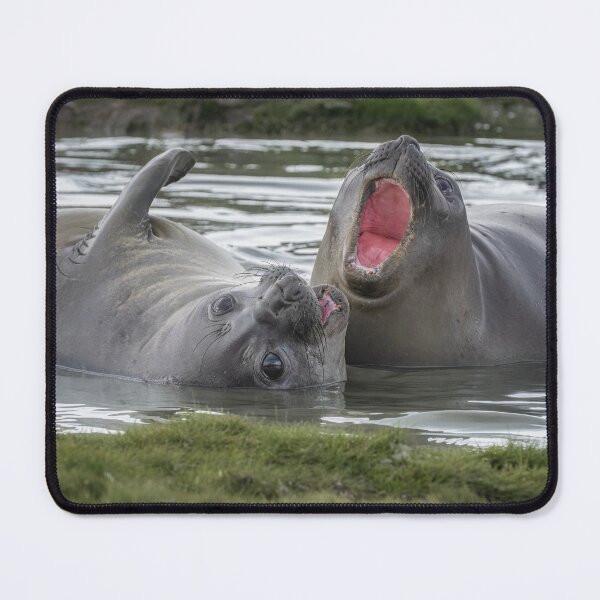 Item preview, Elephant Seals South Georgia Island 2 designed and sold by PhotoArt by Joan Carroll.