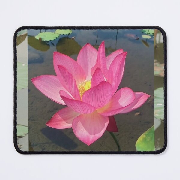 Item preview, Beautiful Lotus Bloomed in a Pond designed and sold by DeepikaKrishna.
