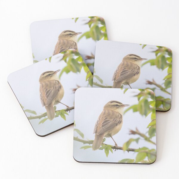 Item preview, Sedge Warbler designed and sold by LaurenTucker.