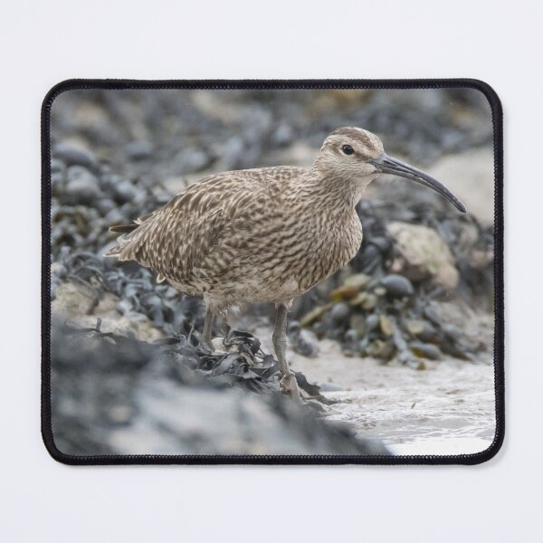 Item preview, Eurasian Whimbrel designed and sold by LaurenTucker.
