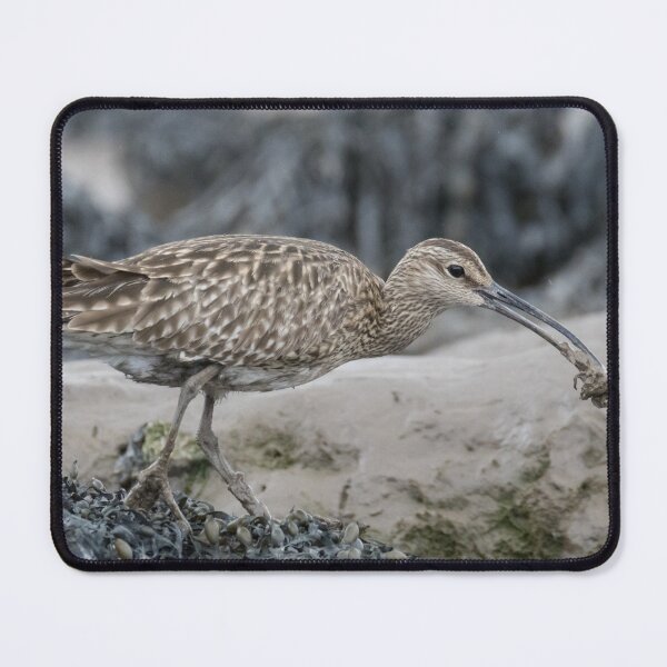 Item preview, Eurasian Whimbrel designed and sold by LaurenTucker.