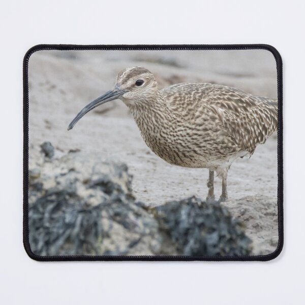 Item preview, Eurasian Whimbrel designed and sold by LaurenTucker.
