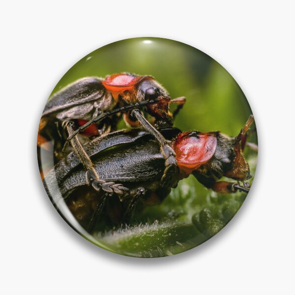 Item preview, The Encounter — Soldier Beetles Mating Up Close designed and sold by Rabee Khalil Photography.