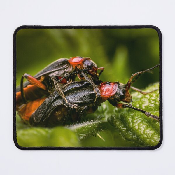 Item preview, The Encounter — Soldier Beetles Mating Up Close designed and sold by Rabee Khalil Photography.