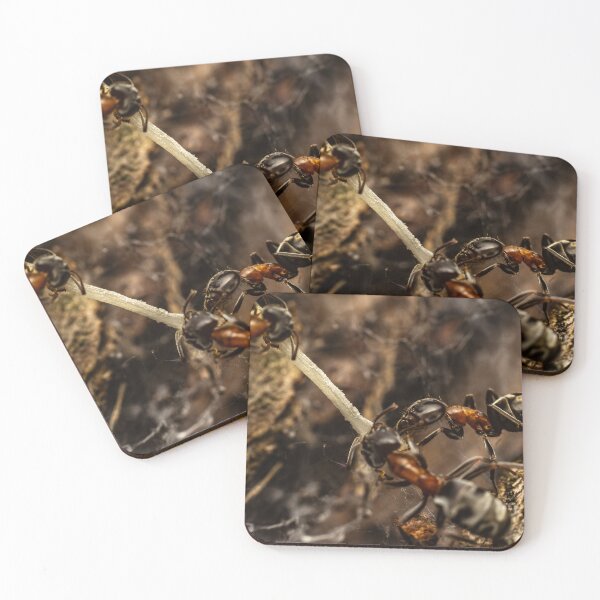 Item preview, To Work! - Red Wood Ants Macro designed and sold by Rabee Khalil Photography.