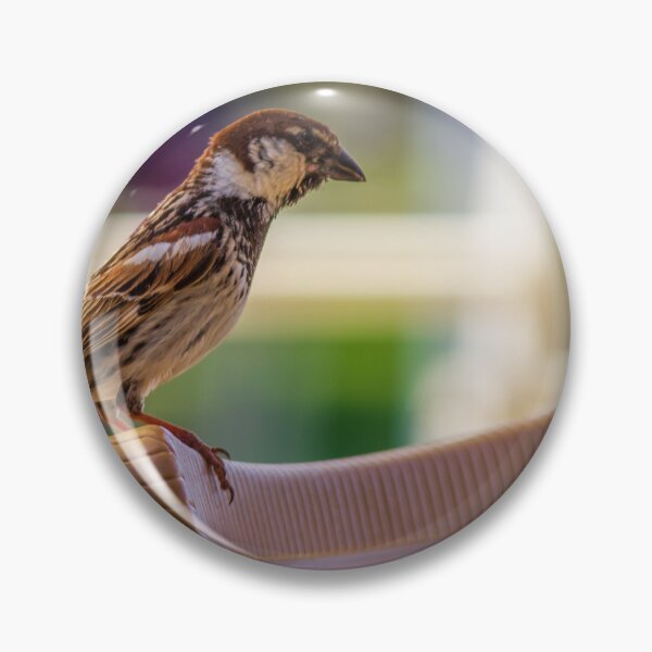 Item preview, House Sparrow Perched On Plastic Chair Back With Soft Bokeh Background, Close-Up Nature Study designed and sold by Nmallia.