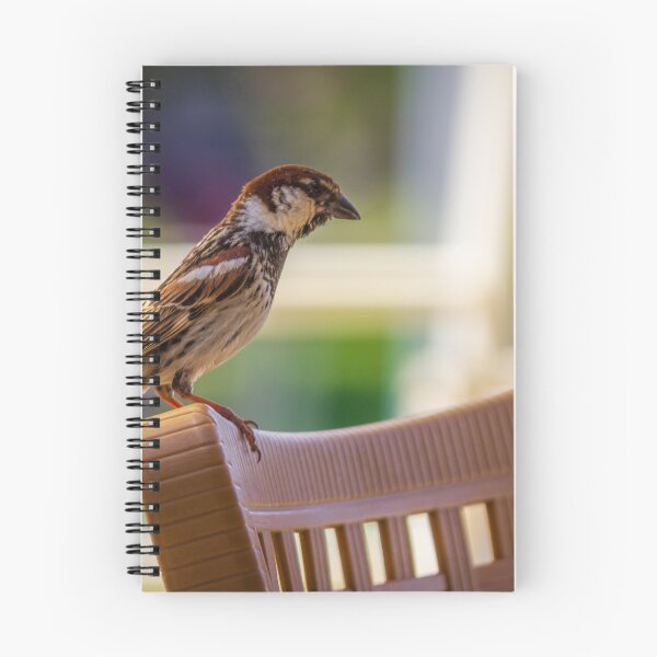 Item preview, House Sparrow Perched On Plastic Chair Back With Soft Bokeh Background, Close-Up Nature Study designed and sold by Nmallia.