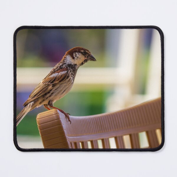 Item preview, House Sparrow Perched On Plastic Chair Back With Soft Bokeh Background, Close-Up Nature Study designed and sold by Nmallia.