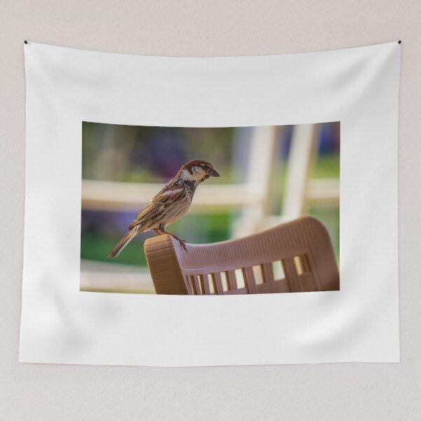 Item preview, House Sparrow Perched On Plastic Chair Back With Soft Bokeh Background, Close-Up Nature Study designed and sold by Nmallia.