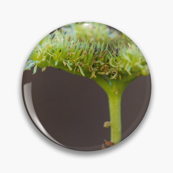 Item preview, Macro Close-Up Of Green Umbel Flower Cluster On Stem With Pollen Against Soft Brown Background designed and sold by Nmallia.