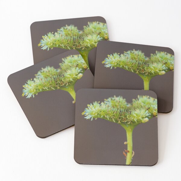 Item preview, Macro Close-Up Of Green Umbel Flower Cluster On Stem With Pollen Against Soft Brown Background designed and sold by Nmallia.
