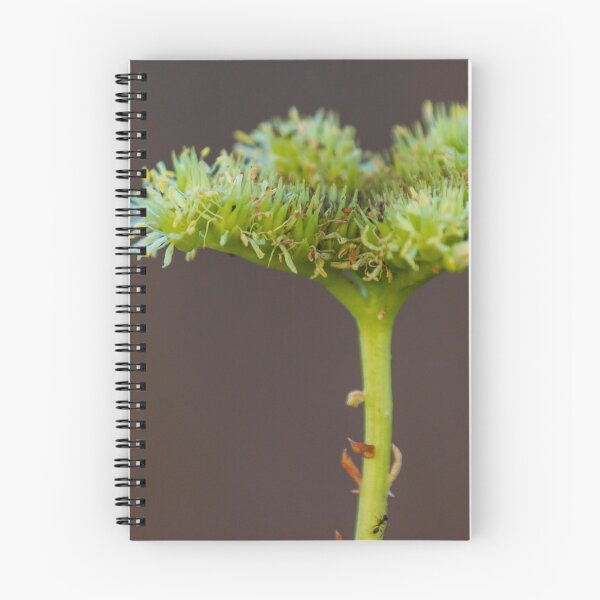 Item preview, Macro Close-Up Of Green Umbel Flower Cluster On Stem With Pollen Against Soft Brown Background designed and sold by Nmallia.