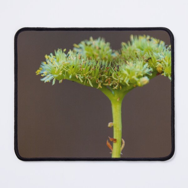 Item preview, Macro Close-Up Of Green Umbel Flower Cluster On Stem With Pollen Against Soft Brown Background designed and sold by Nmallia.