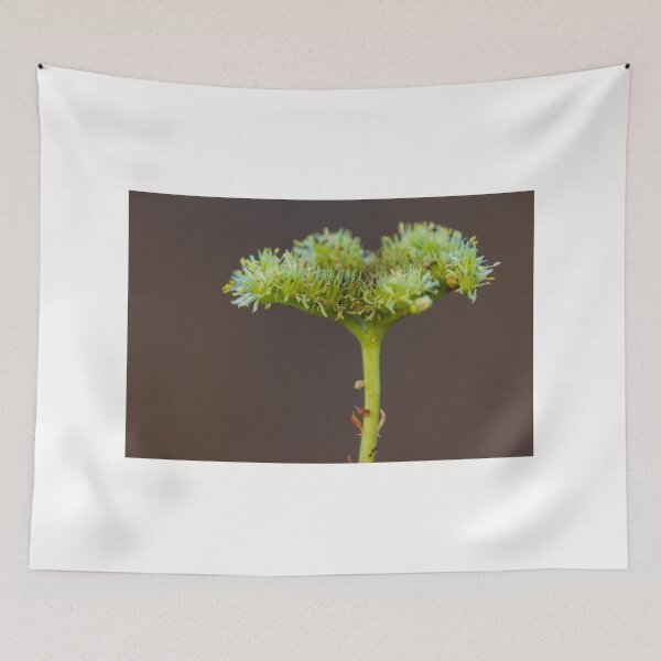 Item preview, Macro Close-Up Of Green Umbel Flower Cluster On Stem With Pollen Against Soft Brown Background designed and sold by Nmallia.