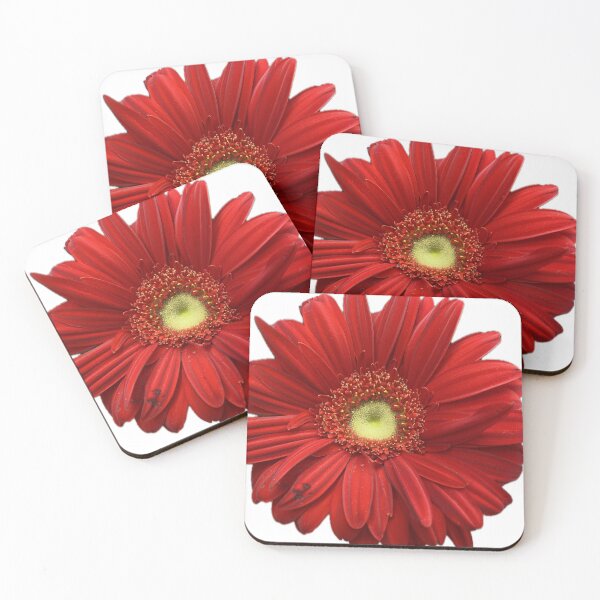 Item preview, Vibrant Red Gerbera Daisy Isolated on White Background designed and sold by BalkanBloom.