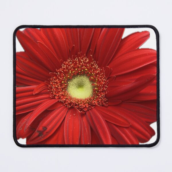 Item preview, Vibrant Red Gerbera Daisy Isolated on White Background designed and sold by BalkanBloom.