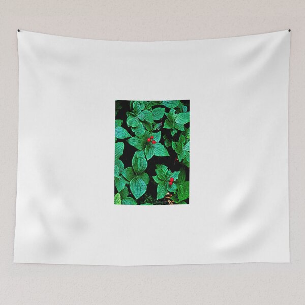 Item preview, Bunchberry Plant, Leaves, Berries, Cornus canadensis, Digital Illustration designed and sold by AMacGPhilly.
