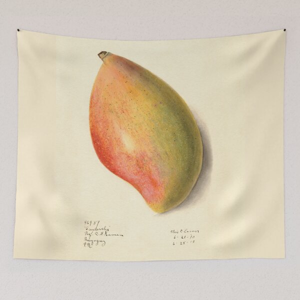 Item preview, Mangifera indica Mango Botanical Illustration designed and sold by Glimmersmith.