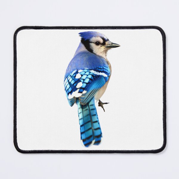 Item preview, Blue Jay designed and sold by kyra0nicole.