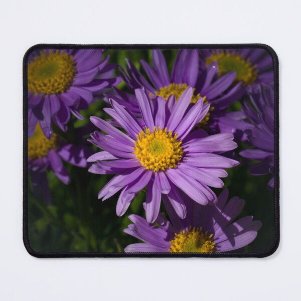 Item preview, Asters  designed and sold by Cblifeisgood.
