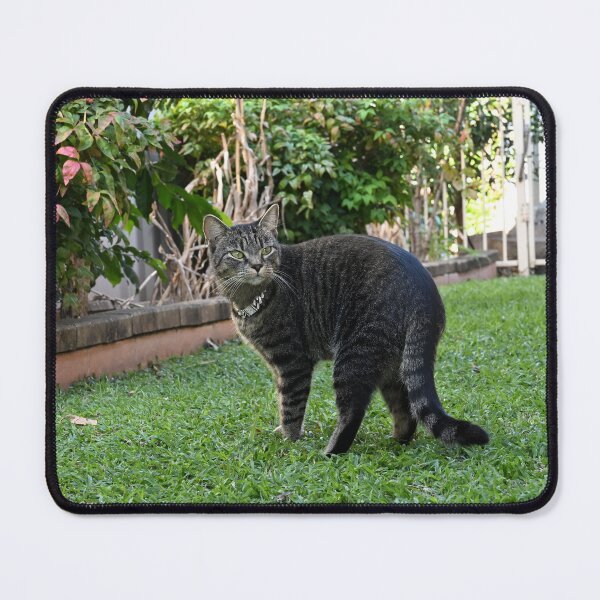 Item preview, Curious Cat in Lush Garden designed and sold by getmybookstore.