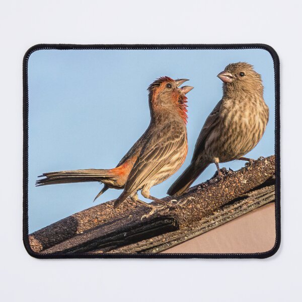 Item preview, A Pair of House Finches Having a Conversation designed and sold by CarolM.