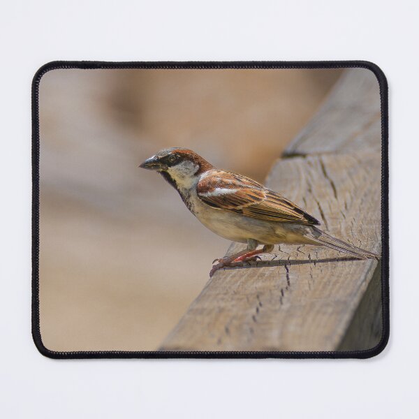 Item preview, Common House Sparrow - Rail perch designed and sold by Ralph Goldsmith.