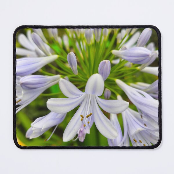 Item preview, Purple Agapanthus Lily macro flower bloom designed and sold by Kainicram.