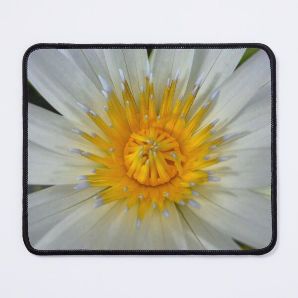 Item preview, White water lily lotus macro symmetrical bloom designed and sold by Kainicram.