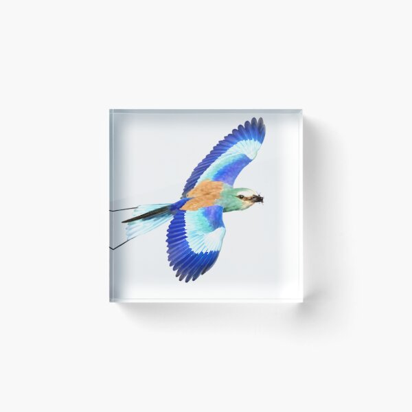 Item preview, Abyssinian Roller designed and sold by HOMETOWN86.